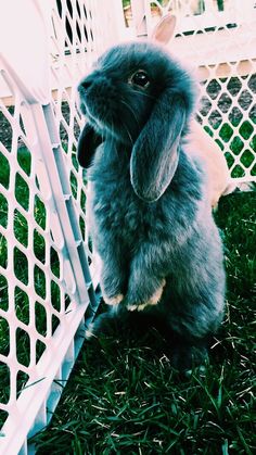 a rabbit sitting in the grass next to a white fence with its front paws on it's head