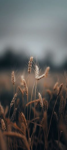 a field with some tall grass in the foreground and a sky in the background