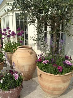 three large clay pots with flowers in them on the ground next to a building and windows