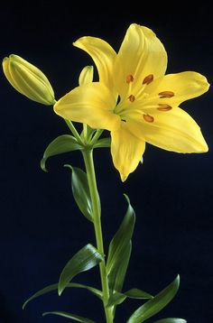 a yellow flower with green leaves in front of a black background and blue back ground