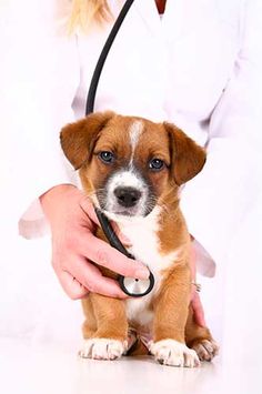 a dog being examined by a veterinator with a stethoscope on it's neck