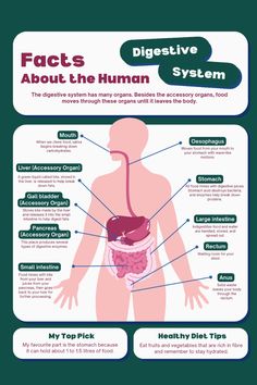 the human body and its organ systems are labeled in this info sheet, which includes information about