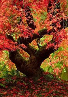 a tree with red leaves in the middle of it's branches and green foliage around it