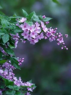 purple flowers are blooming on the tree branch