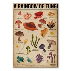 a poster with different types of mushrooms and other things on it's back side