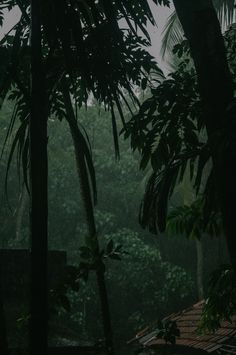 the rain is coming down in the forest