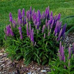 purple flowers are blooming in the garden