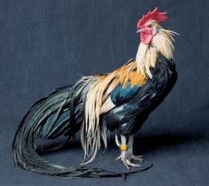 a colorful rooster standing on top of a black surface