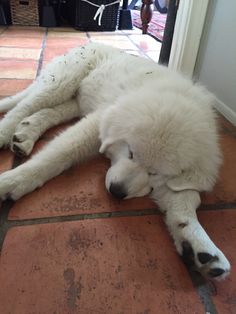 a large white dog laying on top of a tile floor next to a door way