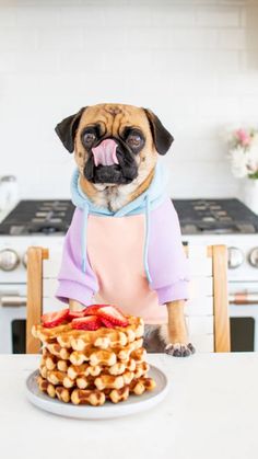 a pug dog sitting at a kitchen table with waffles on it's plate