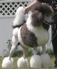 a poodle is being groomed by its owner in a yard with a white fence behind it