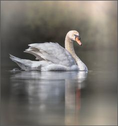 a white swan floating on top of a body of water