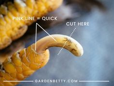 an image of a banana that has been cut in half and is labeled with pink line quick click here