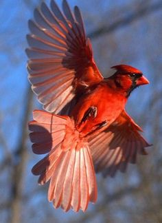 a red bird is flying in the air