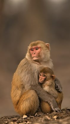 a mother and baby monkey sitting on top of each other in front of a blurry background