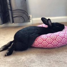 a small black dog laying on top of a pink pillow