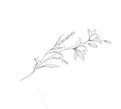 a black and white drawing of a plant