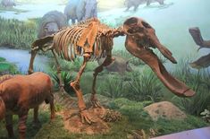 an animal skeleton is shown with other animals in the background and grass on the ground