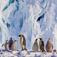 a group of penguins standing on top of snow covered ground next to an ice cave