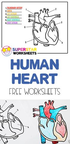 the human heart worksheet is shown in two different colors and font, with an image