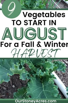 vegetables to start in august for a fall and winter harvest