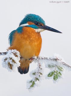 a blue and orange bird sitting on top of a tree branch covered in snow,