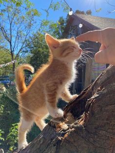 an orange and white kitten standing on top of a tree