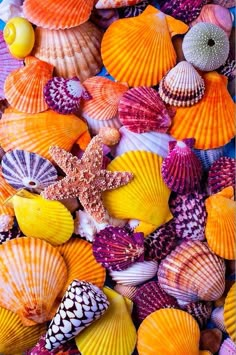 many different colored shells and starfish on display