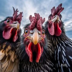 two roosters are standing close together with their beaks open