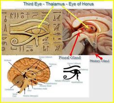 an image of the eye and brain in ancient egyptian art, including pictures of human structures