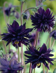 purple flowers are blooming in the garden