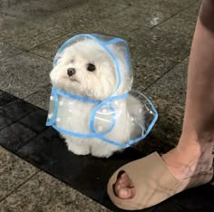 a small white dog wearing a plastic bag on it's head and leash, standing next to a woman