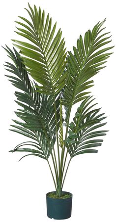 a palm tree in a pot on a white background