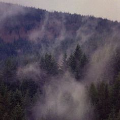 the fog is rising from the trees in the mountains