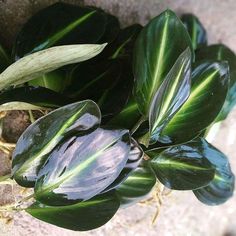 some very pretty green and white plants in the dirt