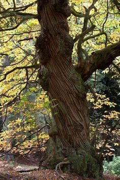 an old tree in the woods with yellow leaves