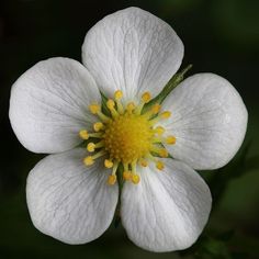 a white flower with yellow stamens on it's center surrounded by green leaves