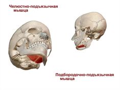 two views of the human skull with different facial expressions, including an upper and lower jaw