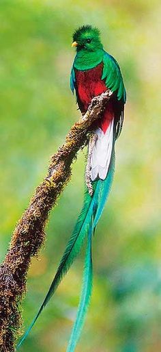 a colorful bird sitting on top of a tree branch