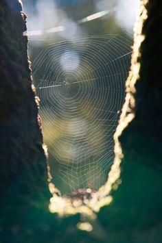 a spider web hanging from the side of a tree