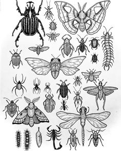 some bugs and other insect species are shown in this black and white drawing on paper