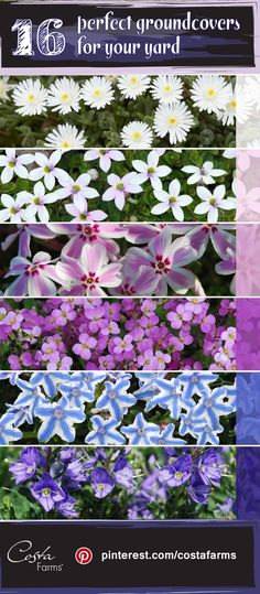 an image of flowers that are purple and white