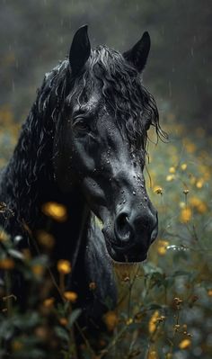 a black horse standing on top of a lush green field covered in raindrops