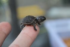 a tiny turtle is sitting on someone's finger while they are holding it in their hand