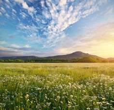 the sun is setting over a field with daisies and mountains in the background - stock photo - images