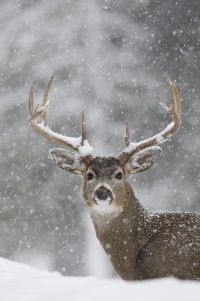 a deer with antlers standing in the snow