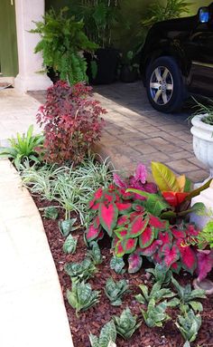 some plants and flowers in front of a car