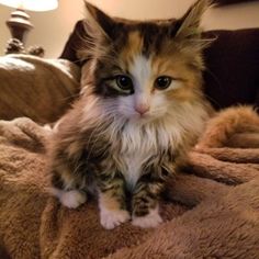 a fluffy cat sitting on top of a bed