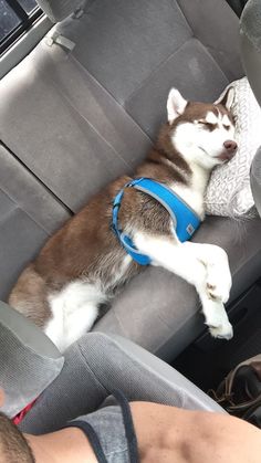 a husky dog sleeping in the back seat of a car