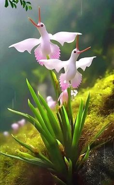 three white birds flying over some green plants